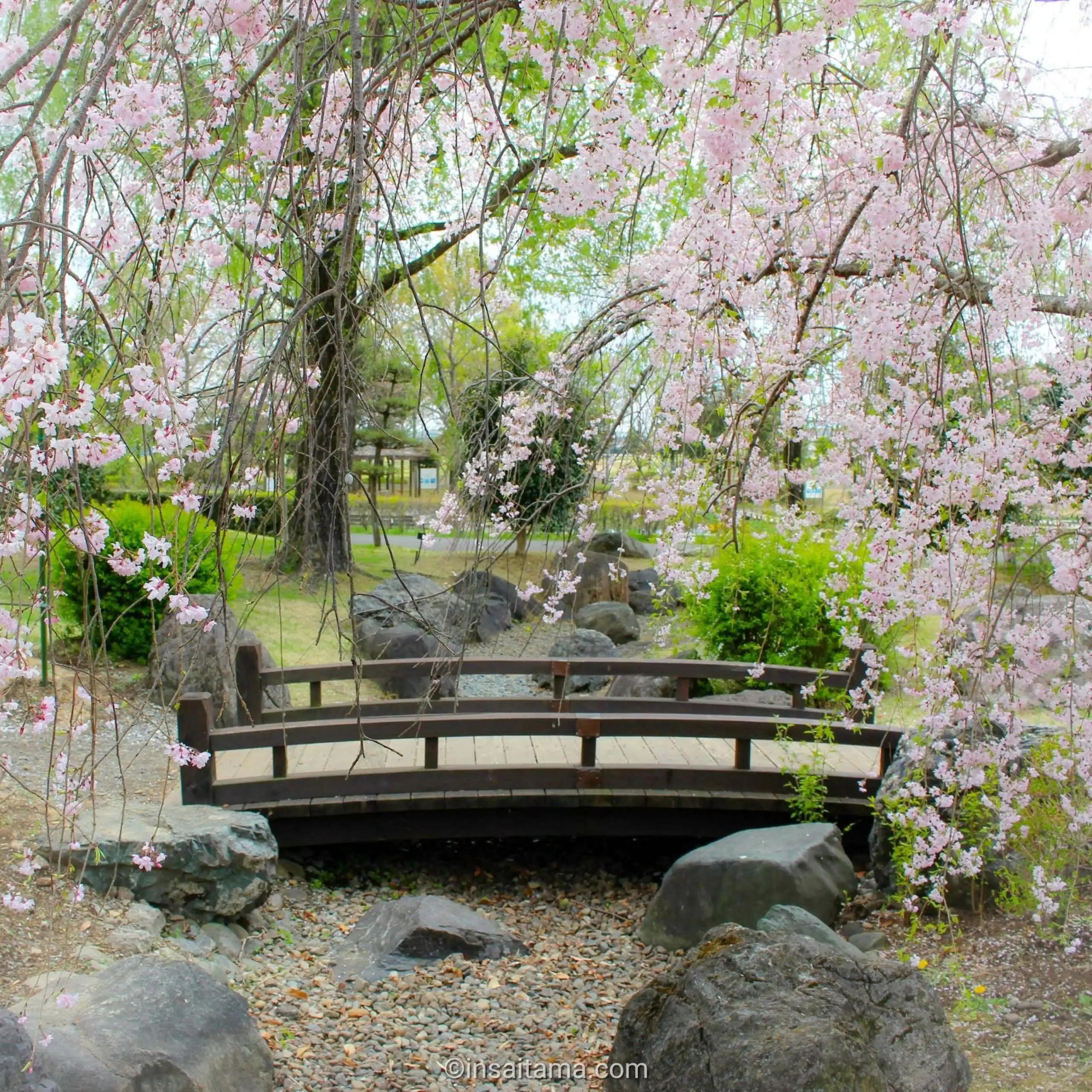 🌳 풀피리 언덕(사쿠라 쿠사부에노오카) 이미지 6